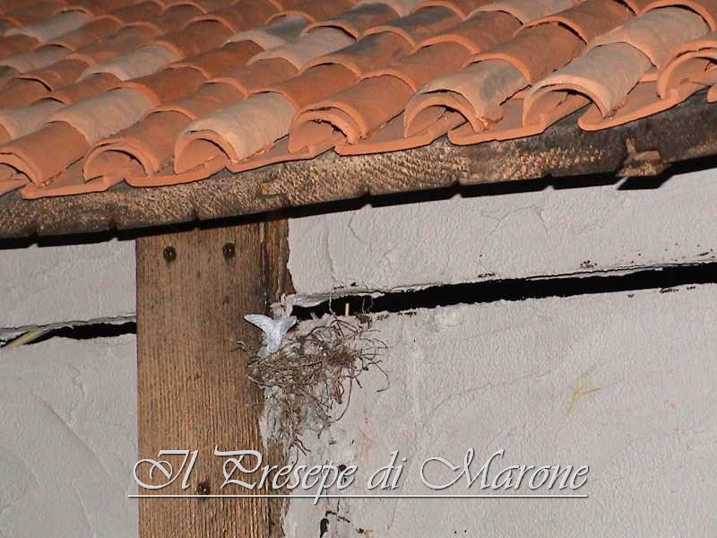 Dsc00075.jpg - Nido con colombina. Notare il dettaglio dei coppi autocostruiti in terracotta.